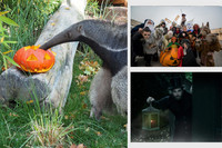 Ameisenbär mit Halloweenkürbis, gruselig maskierte Gestalten im Freizeitpark Belantis und ein Nachtwächter mit einer Laterne.