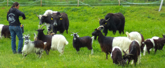 Ziegen und Yaks auf einer Weide