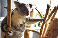 Koala krallt sich am Ast fest