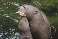 Zwei Otter spielen miteinander im Wasser. Ein Otter hält einen Fisch im Maul. 