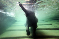 Unterwasseraufnahme einer Elefantenkuh beim Baden