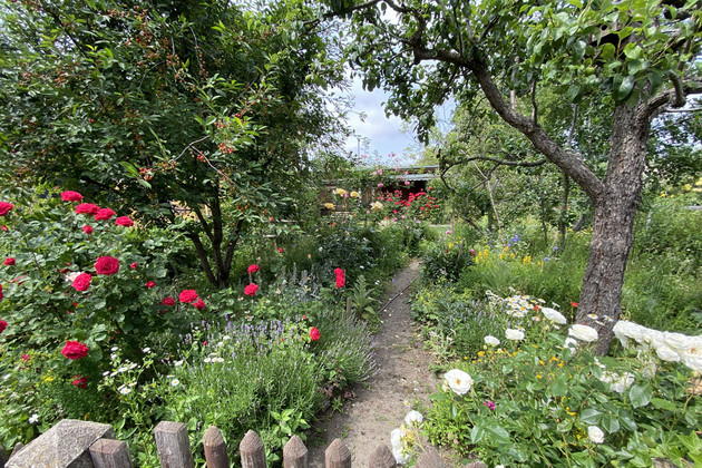 Blick über den Gartenzaun in einen Kleingarten mit Obstbäumen, Rosensträuchern und verschiedenen Blumen und Sträuchern