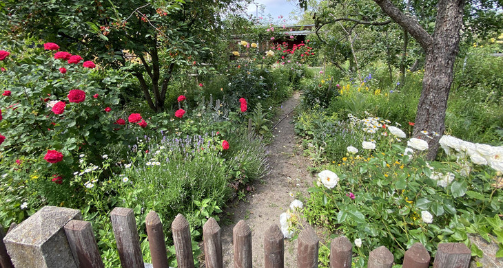 Blick über den Gartenzaun in einen Kleingarten mit Obstbäumen, Rosensträuchern und verschiedenen Blumen und Sträuchern