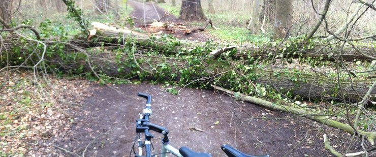 Ein Fahrrad steht im Park vor einem umgestürzten Baum