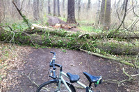 Ein Fahrrad steht im Park vor einem umgestürzten Baum