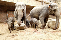 Zwei erwachsene Elefanten und drei kleine Elefanten im Elefantentempel im Zoo Leipzig