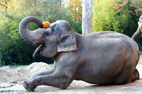 Eine Elefantenkuh kniet und hat einen geschnitzten Kürbis auf dem Kopf, den sie mit ihrem Rüssel hält. 