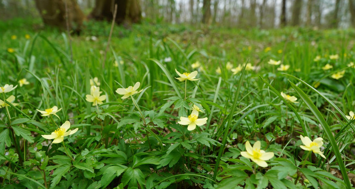 Gelbe kleine Blumen im Leipziger Auwald.