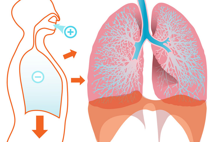 Grafik: Querschnitt eines menschlichen Oberkörpers mit den Atemwegen, Querschnitt einer Lunge