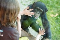 Zwei Kinder sitzen an einer Scheibe und halten ihre Hände dran. Hinter der Scheibe schaut ein Schimpanse die Kinder an.