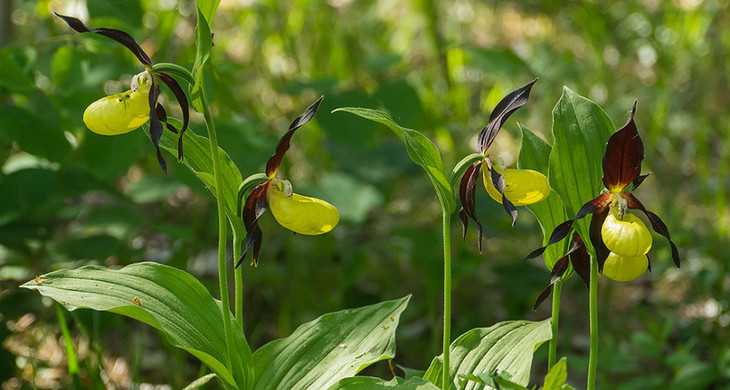 Orchideenblüten des Frauenschuhs auf grüner Wiese