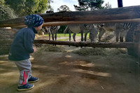 Ein kleiner Junge bückt sich, um durch den Zaun zu den Zebras zu schauen, die direkt vorm Zaun stehen..