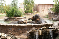 Drei Elefanten planschen im Außenbereich des Elefantentempels Zoo Leipzig im Wasser.