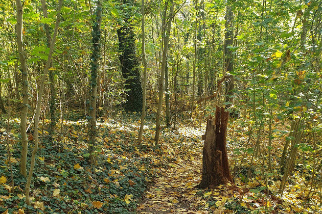 Ein laubbedeckter Waldweg im Herbst, Flächennaturdenkmal Bienitzwesthang