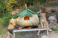 Vier Löwen liegen um einen riesigen Kürbis herum.