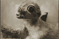 Ein Schwarz-Weiss-Bild eines sehr alten Präparats eines Frostfrettchens schaut direkt den Betrachter mit seinen großen Augen an.