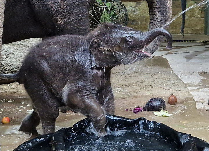 Der kleine Elefant ist ganz nass. Er spielt mit Wasser und spritz dabei mit seinem Rüssel.