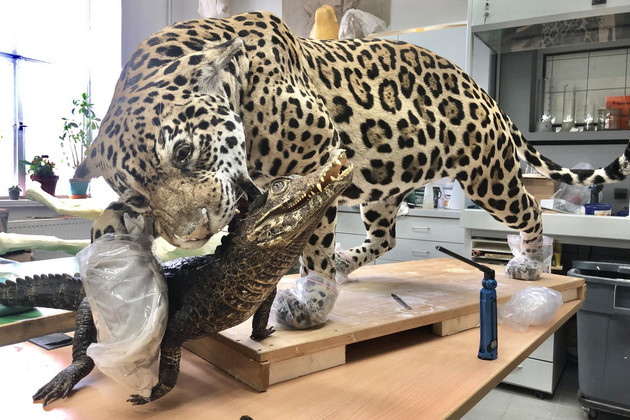 Präparat eines Jaguars, der das Präparat eines Kaimans frisst