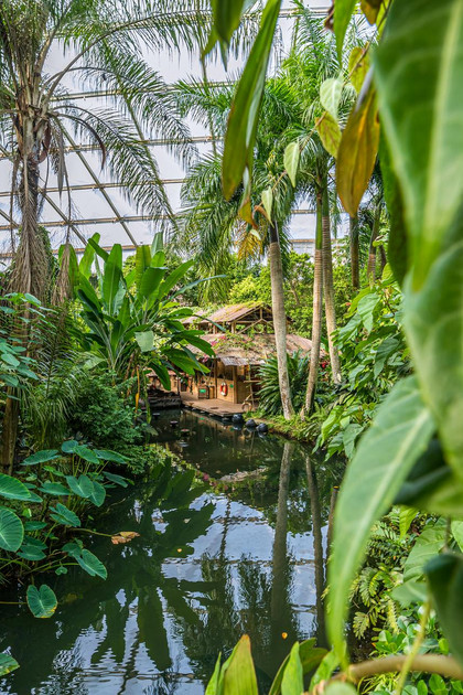 Die Tropenhalle Gondwanaland des Leipziger Zoos. Viele Palmen und tropische Pflanzen und ein künstlicher Fluss mit einer Anlegestelle.