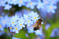 Honigbiene sitzt auf Blüte einer Vergissmeinnichtpflanze