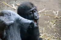 Gorillanachwuchs Diara im Zoo Leipzig