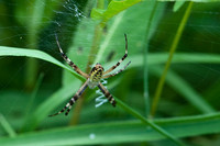 Spinne sitzt im Gras in ihrem Netz
