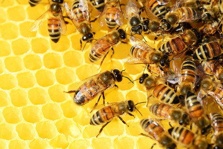 Mehrere Bienen sitzen auf einer Wabe.