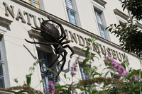 Frontansicht des Naturkundemuseums mit Schriftzug und großer schwarzer Spinne am Gebäude