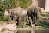 Zwei ausgewachsene Elefanten und ein Babyelefant stehen an einem Wasserbecken im Zoo Leipzig an einer Futterstelle mit einem Schild, auf dem Kiran stehen.