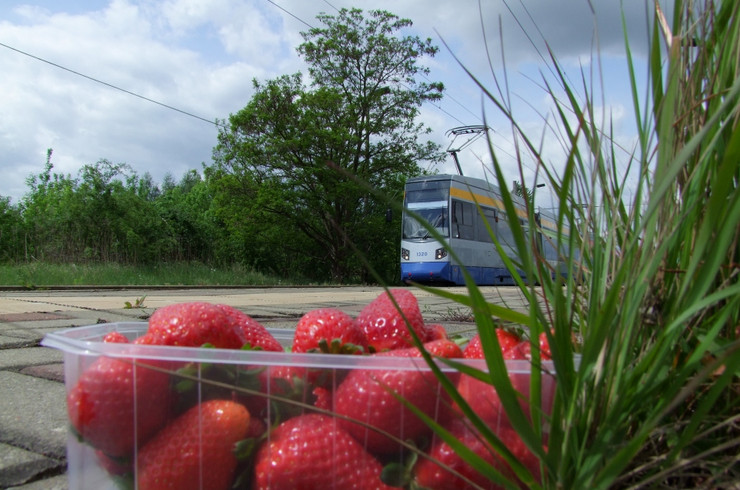 Blick auf eine heranfahrende Straßenbahn, im Vordergrund ein Schälchen Erdbeeren