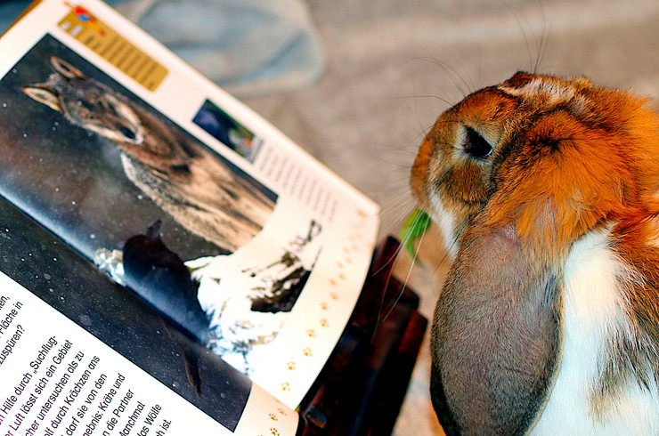 Ein Hase vor einem aufgeschlagenen Bilderbuch.