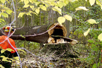 Ein Forstarbeiter sägt einen Baum im Auwald ab