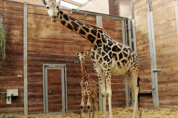 Die neugeborene Giraffe mit Mama Gusti im Gehege