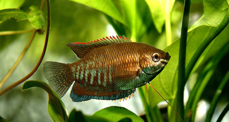 Ein farbenreicher Fisch schwimmt zwischen Grünpflanzen in einem Aquarium.