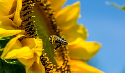 Biene fliegt zur Blüte einer Sonnenblume