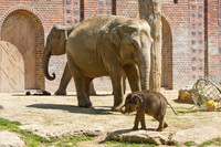 Zwei große Elefanten und ein Elefantenkalb auf der Außenanlage im Zoo