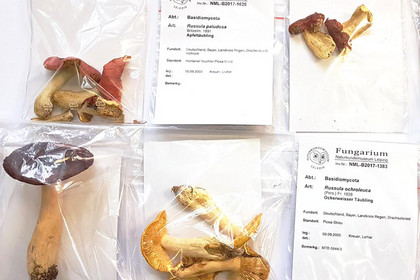 Sechs Tütchen mit Beispielen für Pilzbelege aus der Gattung Russula Täublinge