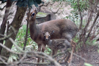 Dikdiknachwuchs in Gondwanaland im Zoo Leipzig: Jungtier mit Mutter im Freigehege am 2. Februar 2016