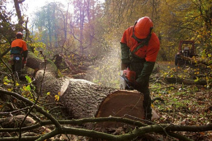 Waldarbeiten beim Zersägen eines Baumes