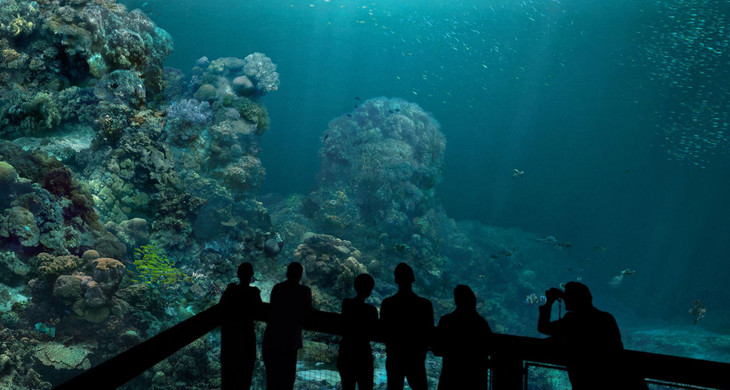 Unterwasseransicht eines Korallenriffs mit Besuchern die dieses betrachten.