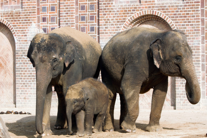 Zwei große Elefanten rechts und links, in der Mitte ein kleiner Babyelefant