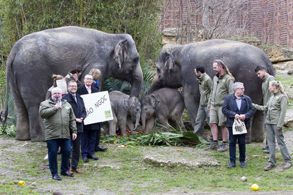 Mehrere Personen stehen vor einer Elefantenherde bei der Namenstaufe im Leipziger Zoo.