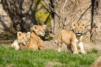 Drei junge Löwen auf spielen auf Gras in der Außenanlage im Leipziger Zoo