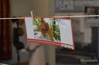 Postkarte mit dem Bild eines gebastelten Fuchses aufgehangen auf einer Wäscheleine