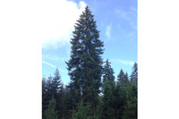 Eine hohe Fichte Baum ragt über andere Nadelbäume im Wald hinaus.