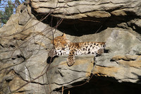Porträt Leopard Xembalo beim Sonnenbaden