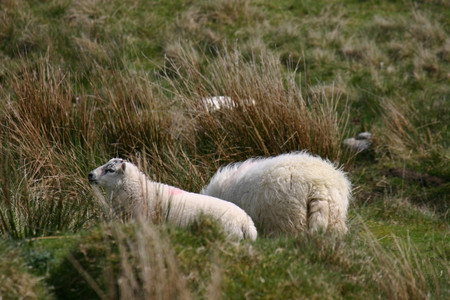 2 Schafe auf der grünen Weide