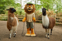 Ein Mensch als Löwen-Zoo-Maskottchen verkleidet, hält zwei Lamas an Seilen.
