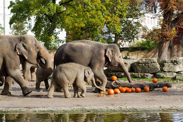 Ausgewachsene Elefanten und ein Elefantenkalb spielen mit Halloweenkürbisen im Zoo Leipzig