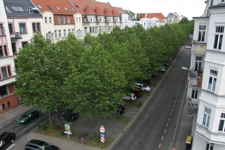 Straßenzug mit in zwei Reihen gepflanzten Bäumen zwischen den Fahrbahnen